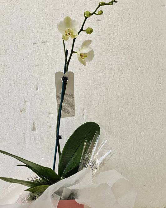 Plants, Phalaenopsis Orchid Plant - Broadfield Flowers Florist Lincoln