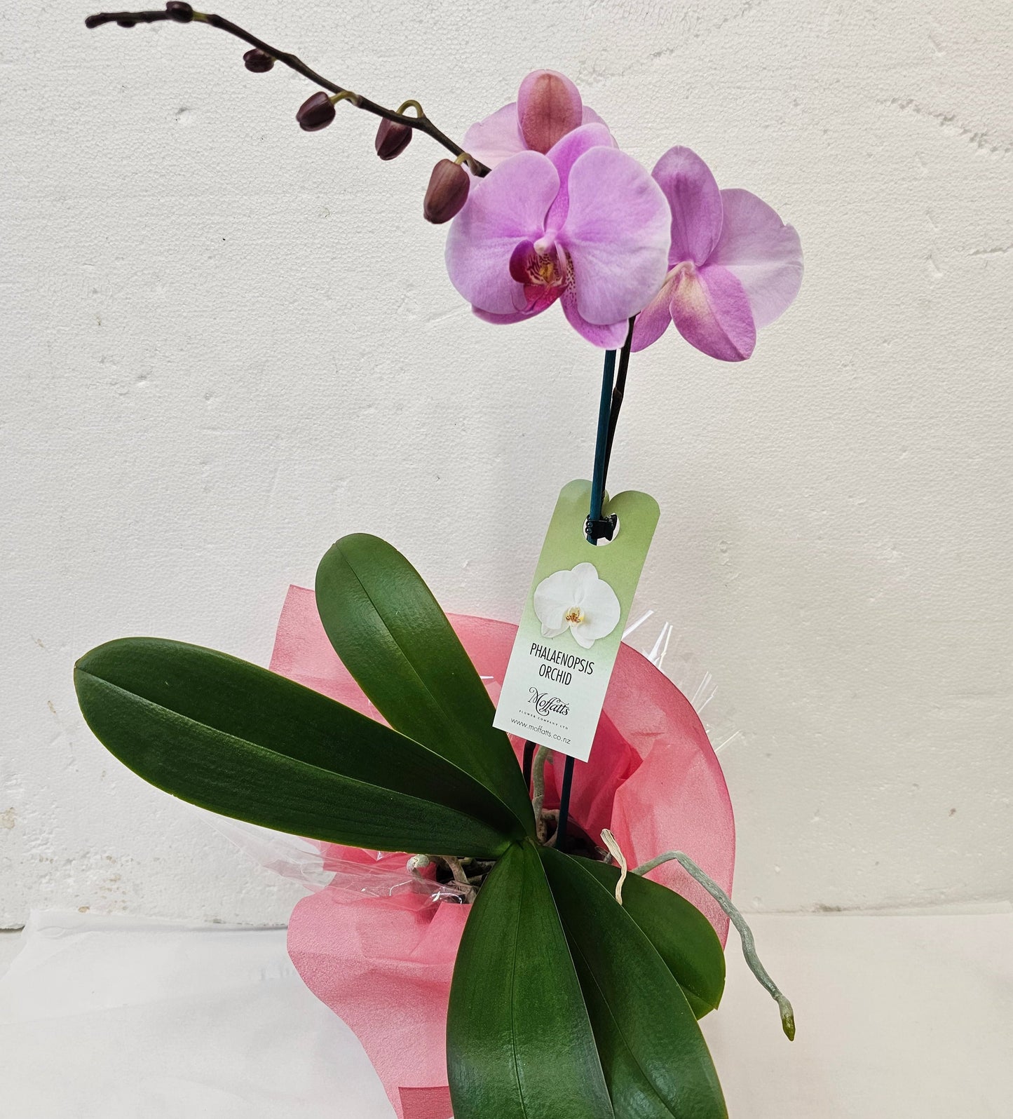 Phalaenopsis Orchid Plant
