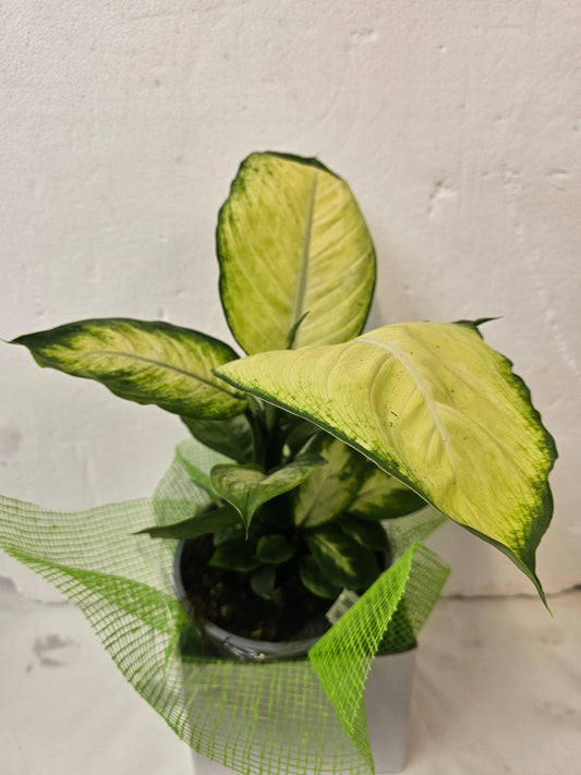 Dieffenbachia-variegated - Broadfield Flowers Florist Lincoln