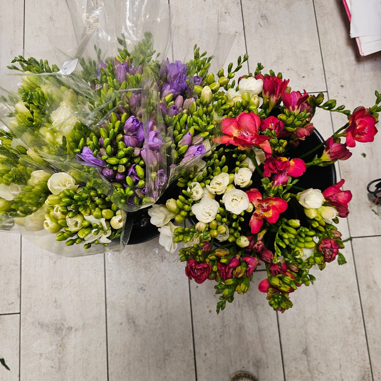 Freesia mixed colour bunches