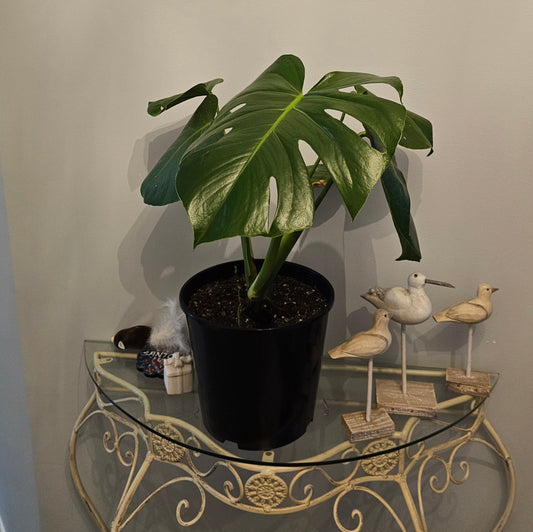 monstera plant