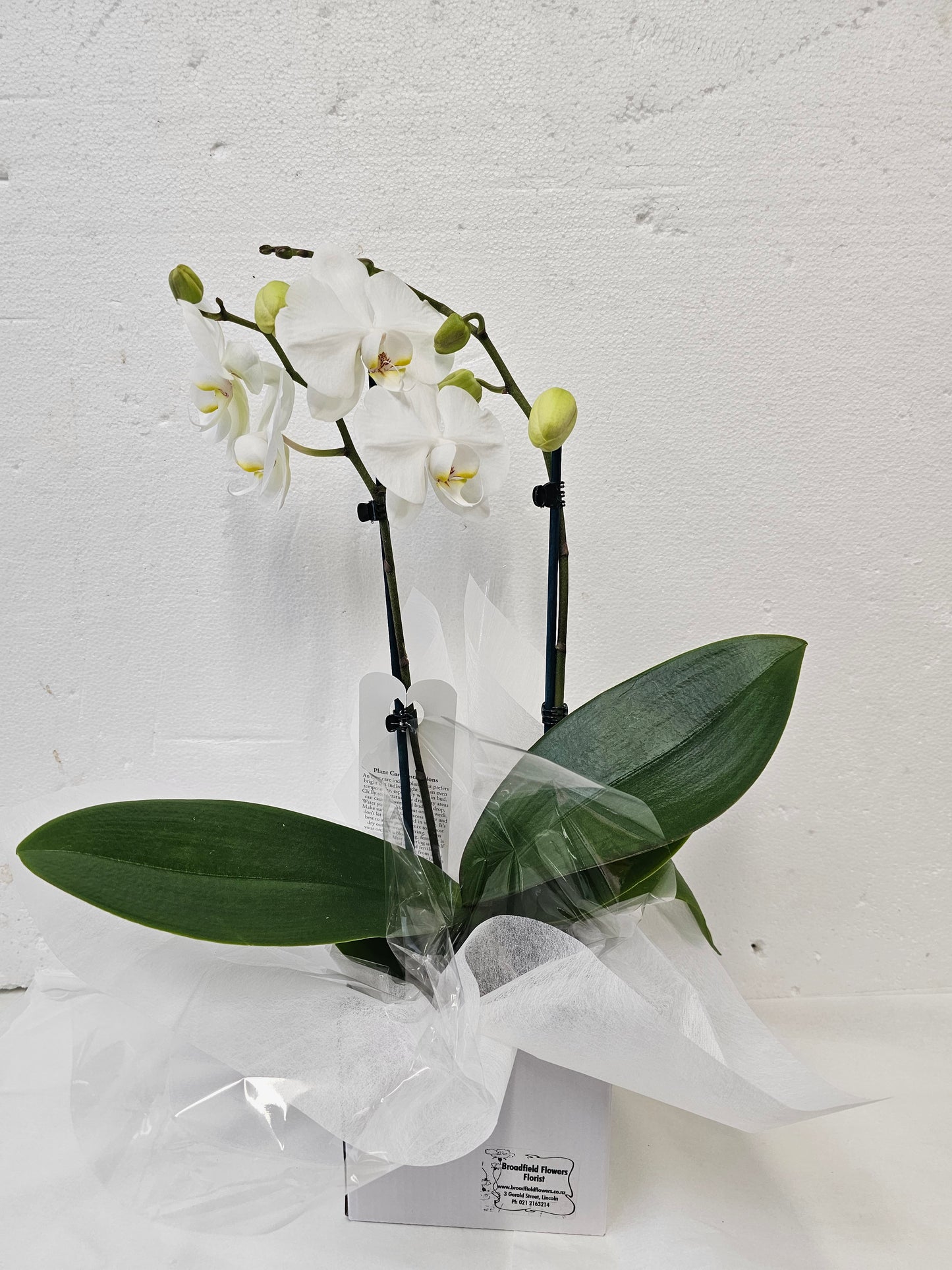 Phalaenopsis Orchid Plant