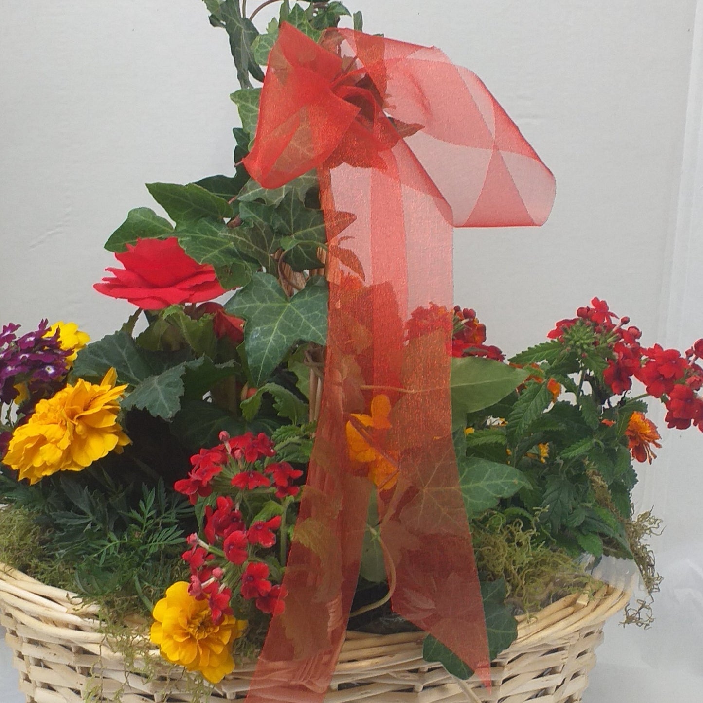 Basket of Plants - Broadfield Flowers Florist Lincoln