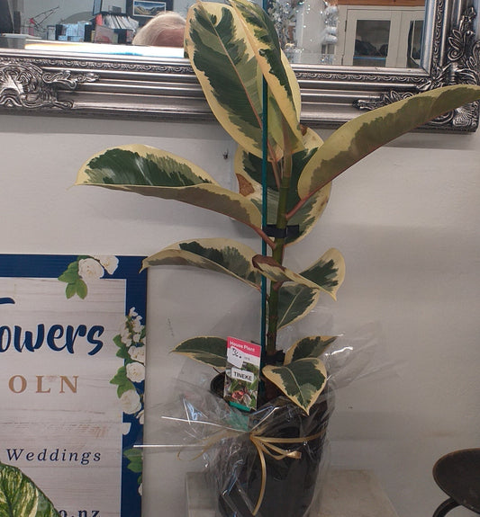 Ficus Benjamina Plant, variegated - Broadfield Flowers Florist Lincoln