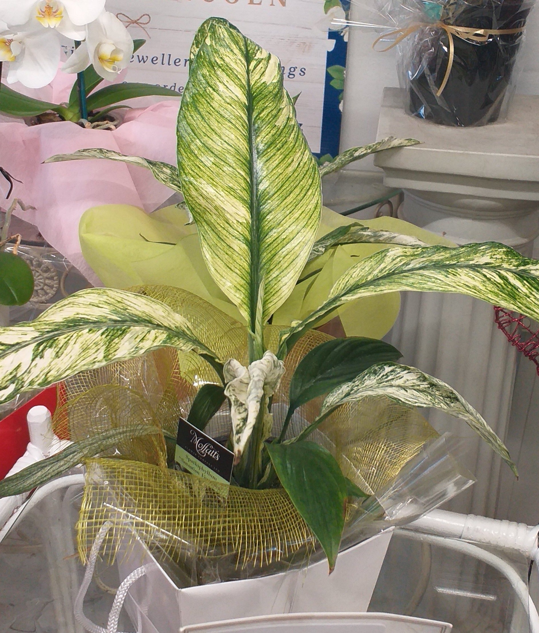 yellow variegated peace lily Spathiphyllum Plant