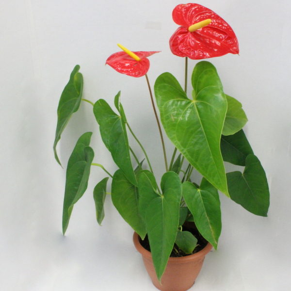 Anthurium Potted Plant - Broadfield Flowers Florist Lincoln