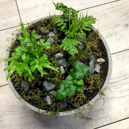Fern Bowl - Broadfield Flowers Florist Lincoln