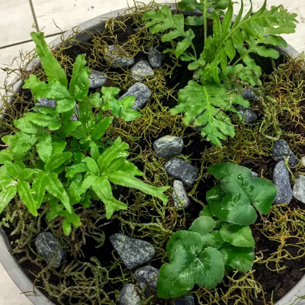 Fern Bowl - Broadfield Flowers Florist Lincoln