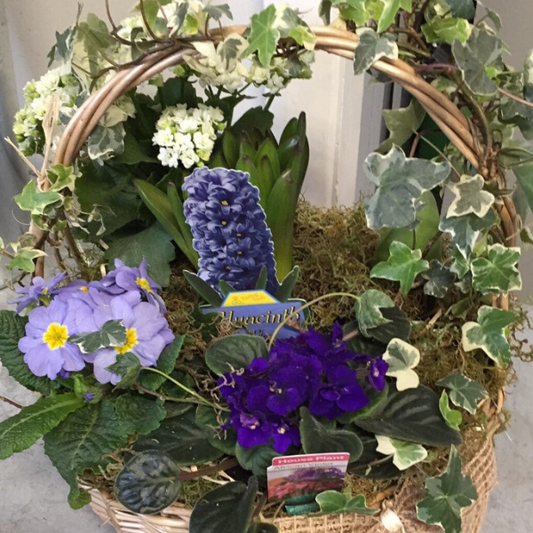 Basket of Plants - Broadfield Flowers Florist Lincoln