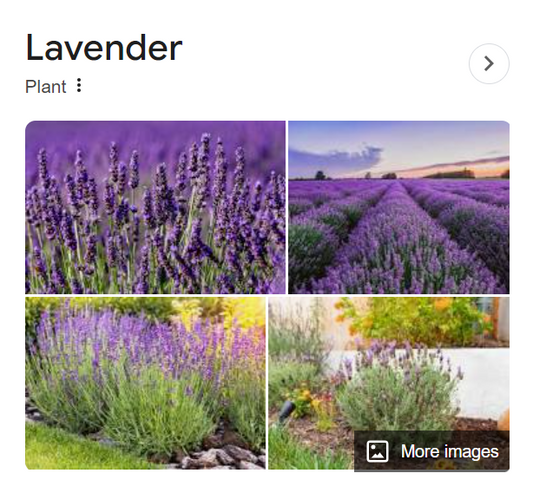 Lavender bushes