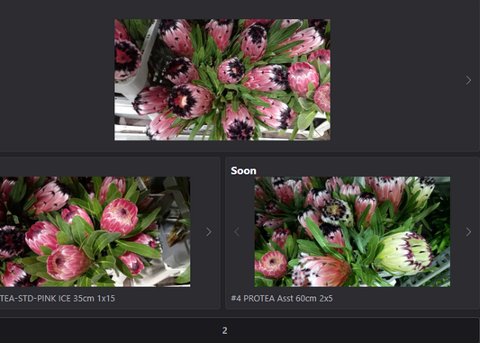 Proteas in full bloom a flower market snapshot