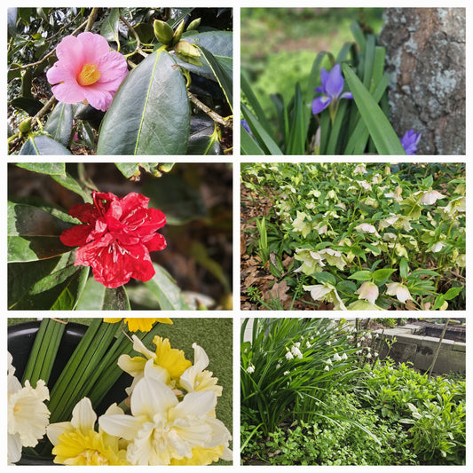 Spring flowers in my garden camellia, styluses, rhodo, hellebore, daffodil, snow drop