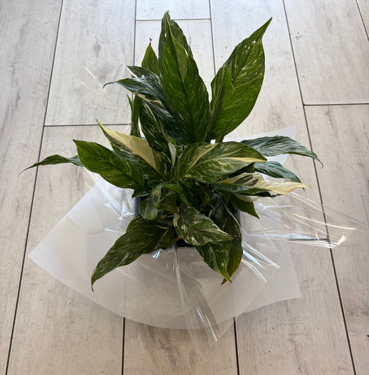 Spathiphyllum Plant - Peace Lily