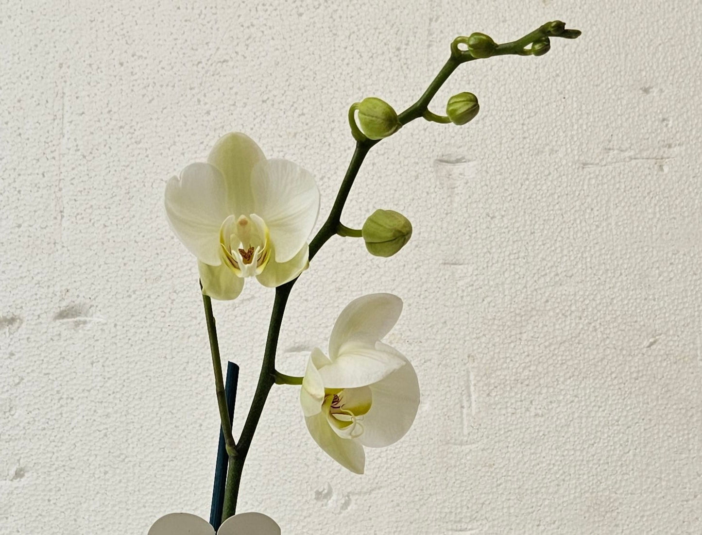 Plants, Phalaenopsis Orchid Plant - Broadfield Flowers Florist Lincoln