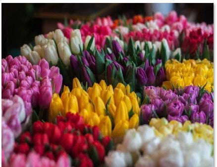 Seasonal flowers, Paeonies, Freesias or Tulips - Broadfield Flowers Florist Lincoln