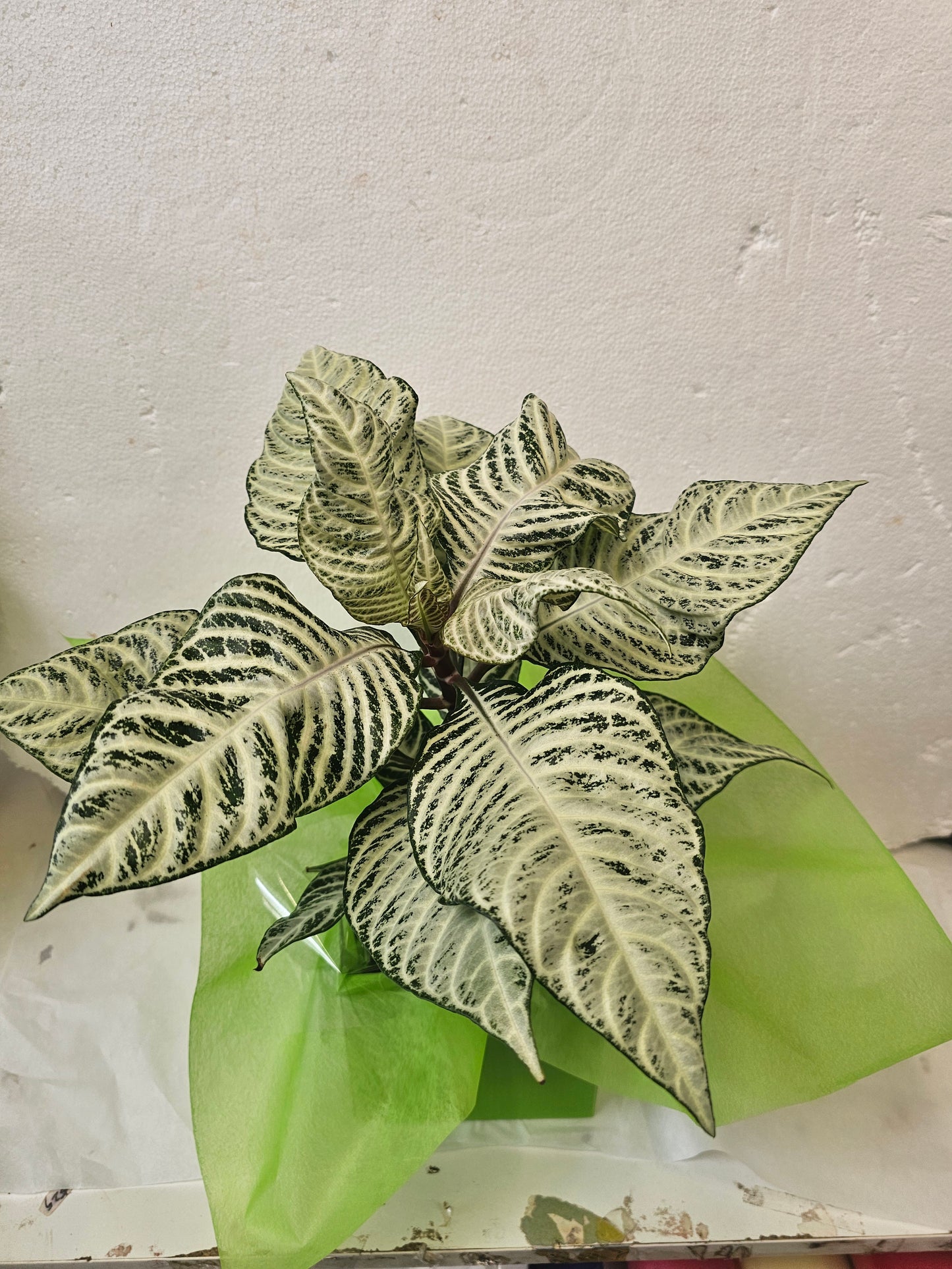 Aphelandra squarrosa - Zebra plant