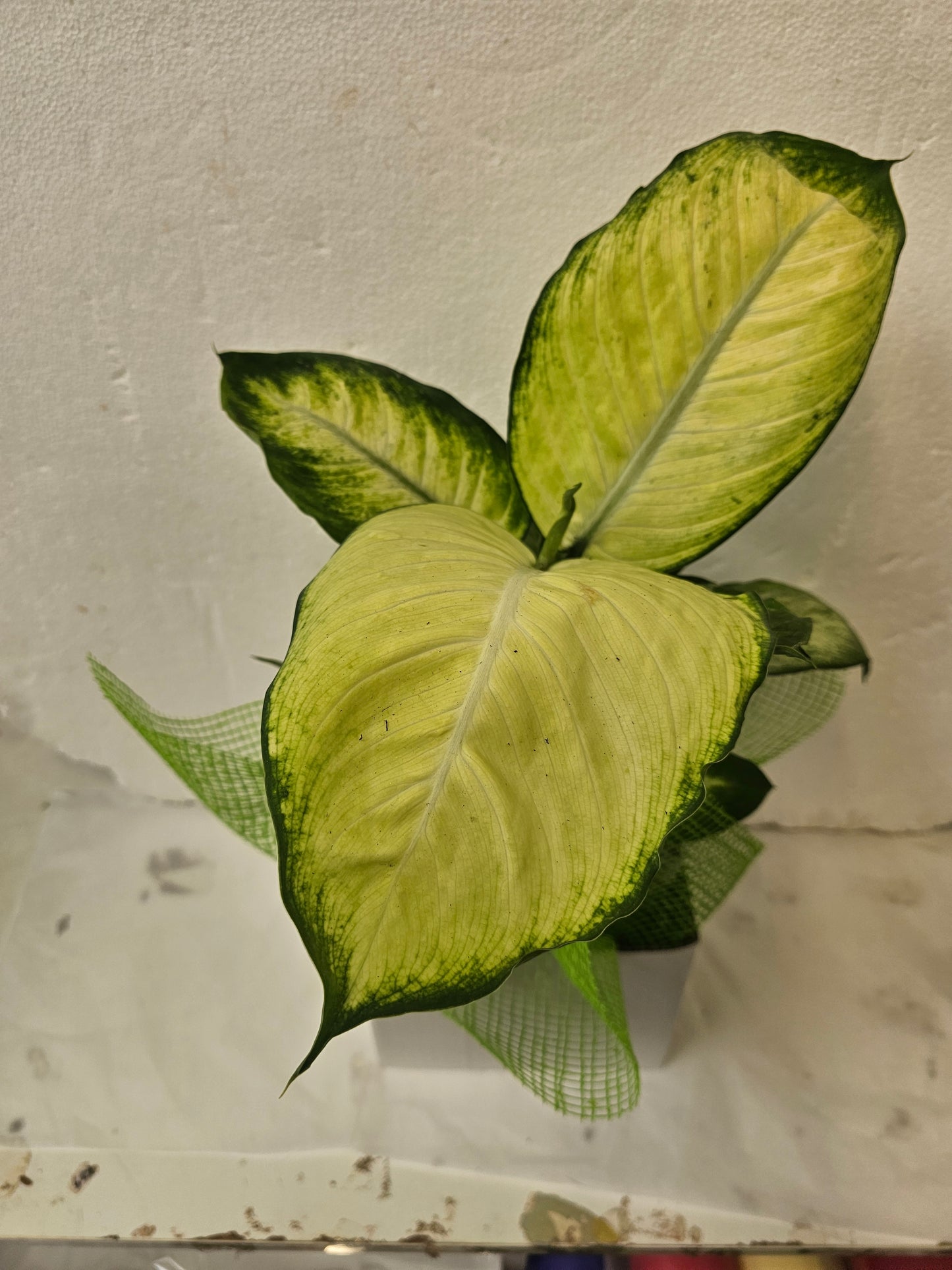 Dieffenbachia-variegated