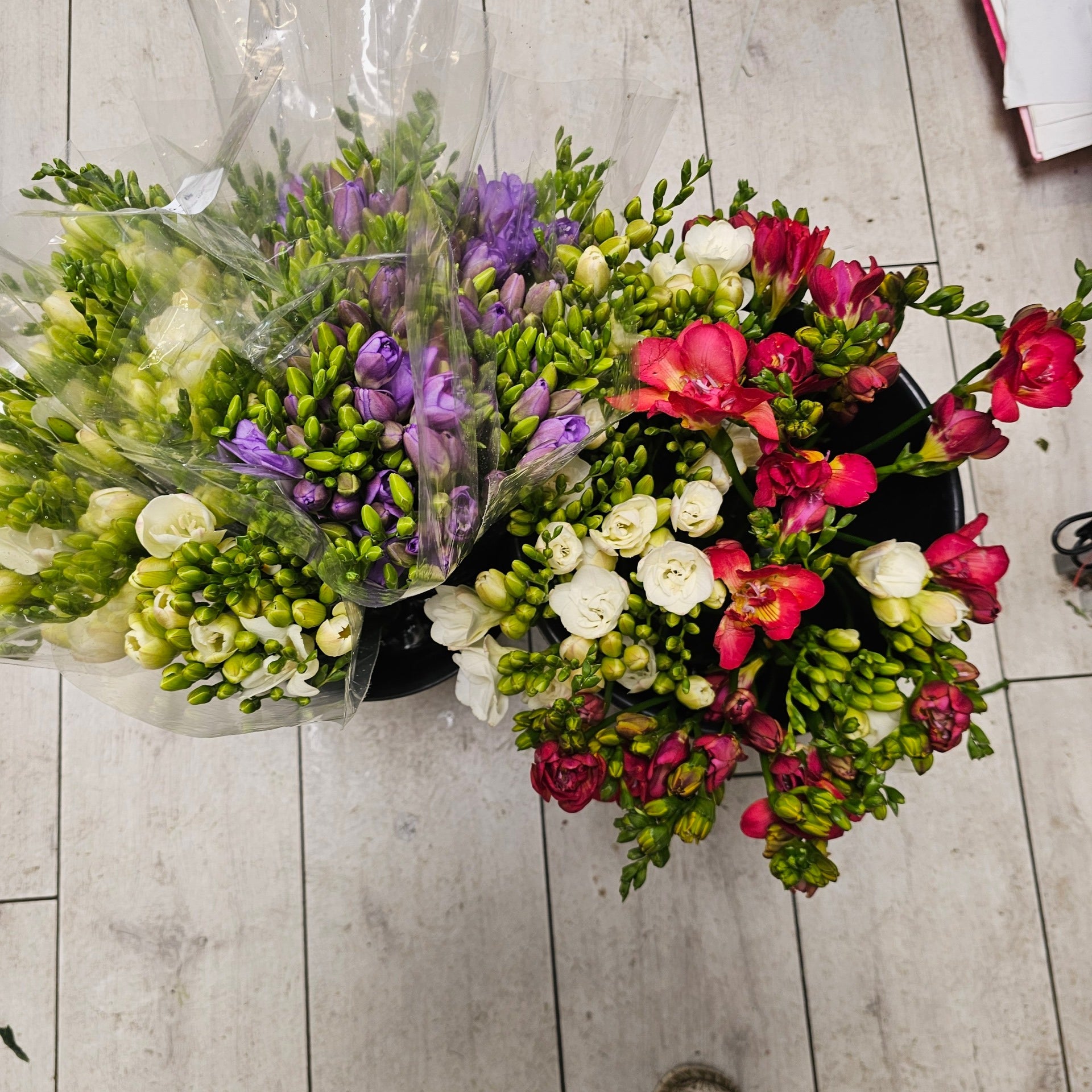 Freesia mixed colour bunches