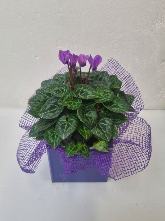 Purple Cyclamen - Broadfield Flowers Florist Lincoln