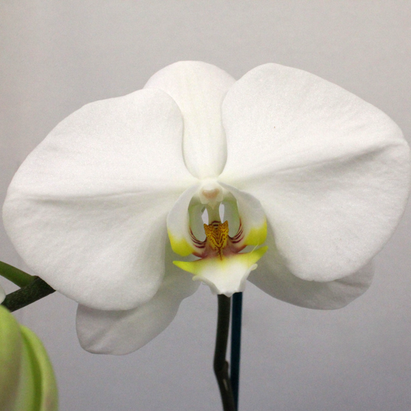 Plants, Phalaenopsis Orchid Plant - Broadfield Flowers Florist Lincoln