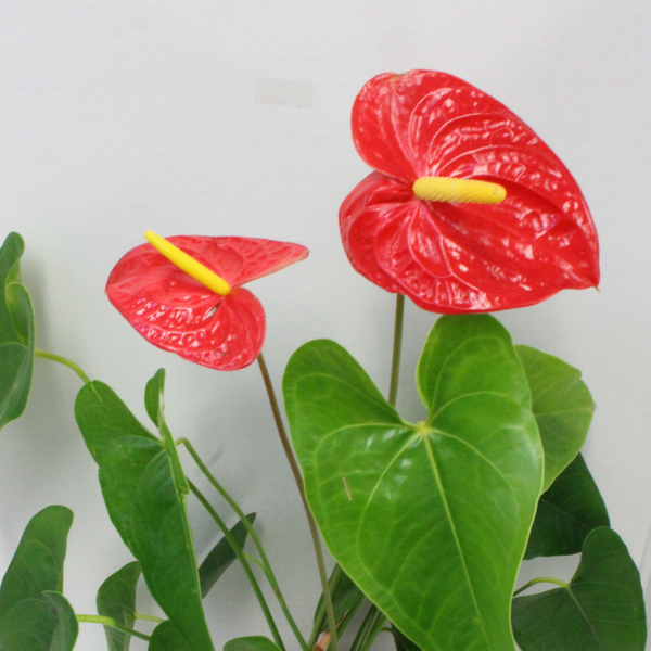 Anthurium Potted Plant - Broadfield Flowers Florist Lincoln