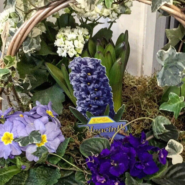 Basket of Plants - Broadfield Flowers Florist Lincoln